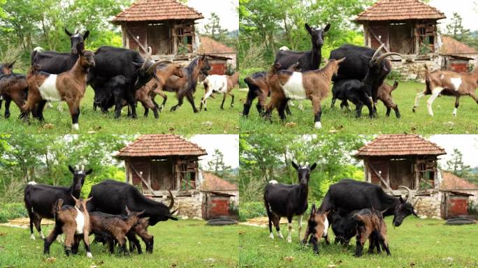 山羊和他们的孩子在村里
