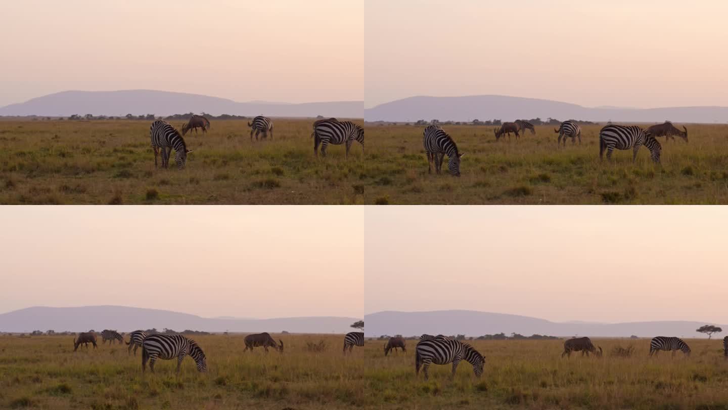 非洲野生动物的慢动作，斑马群在肯尼亚马赛马拉的非洲野生动物园放牧非洲大草原，美丽的黄金时刻日出阳光，