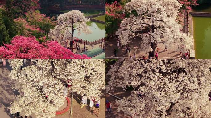 华南师范大学最美白色异木棉航拍4K视频