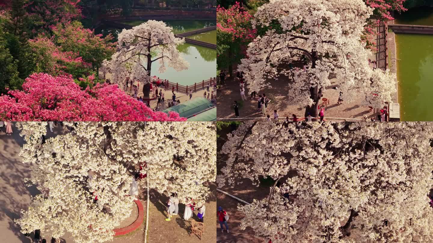 华南师范大学最美白色异木棉航拍4K视频