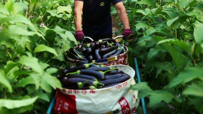 大棚农民采摘茄子农业种植蔬菜