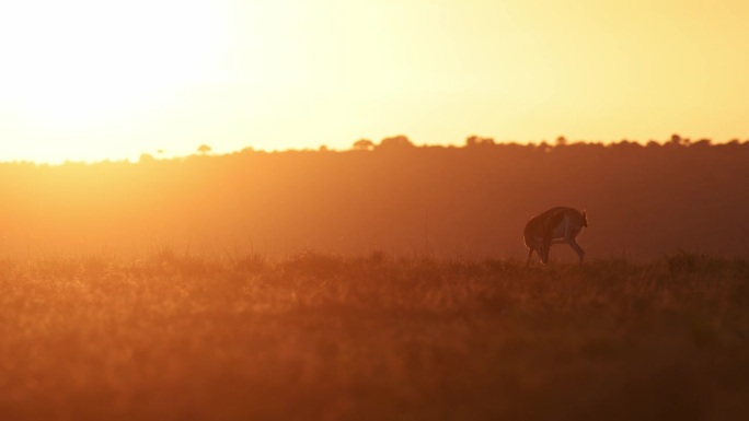 非洲野生动物在金色阳光下日出的慢动作，温暖橙色夕阳下的汤姆逊瞪羚，非洲肯尼亚马赛马拉的动物剪影