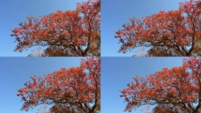 冬季阳光下桂林乌桕树上茂密的红叶
