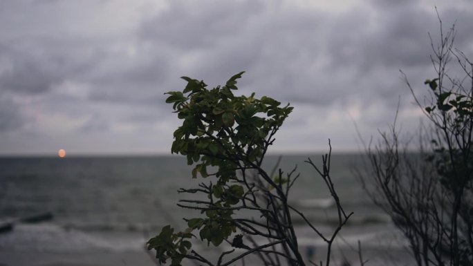 植物的枝条在风中摇曳，身后是黄昏的大海。酷酷的自然照片