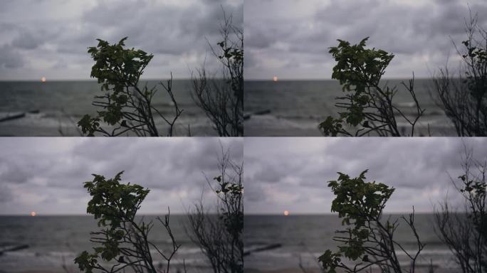 植物的枝条在风中摇曳，身后是黄昏的大海。酷酷的自然照片