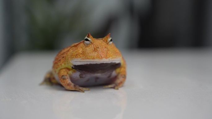 南美洲蛋黄角蛙