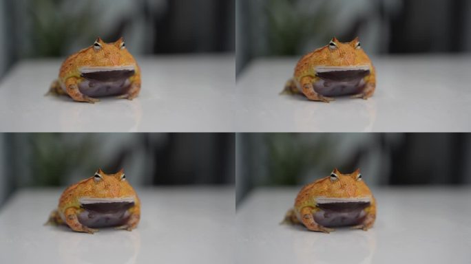 南美洲蛋黄角蛙