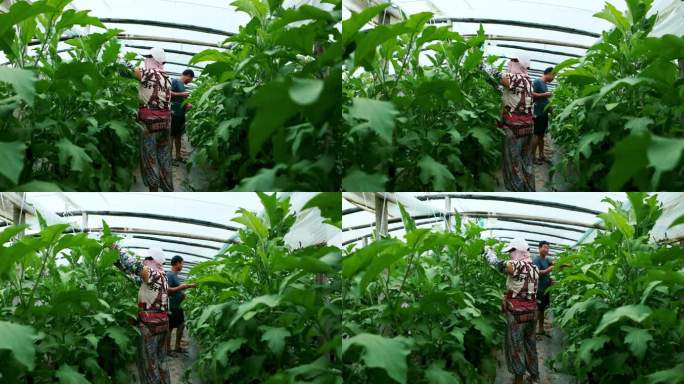 蔬菜大棚茄子种植人工授粉点花头