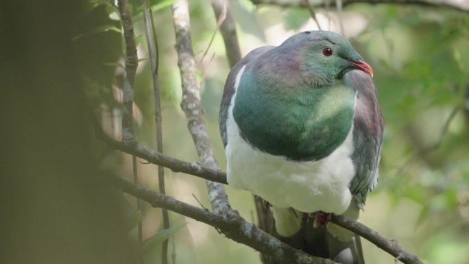 新西兰特有的颜色独特的鸽子- Kereru木鸽。特写镜头