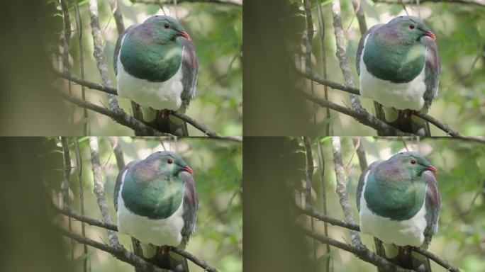 新西兰特有的颜色独特的鸽子- Kereru木鸽。特写镜头