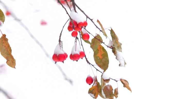 冬至冬天雪景红果雪