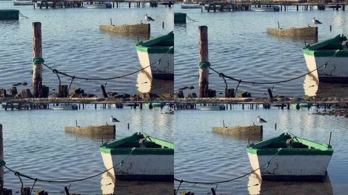 宁静的海岸景色，一只孤独的海鸥站在一艘旧渔船上。低角度的阳光沐浴着周围的环境，在水面和饱经风霜的船只