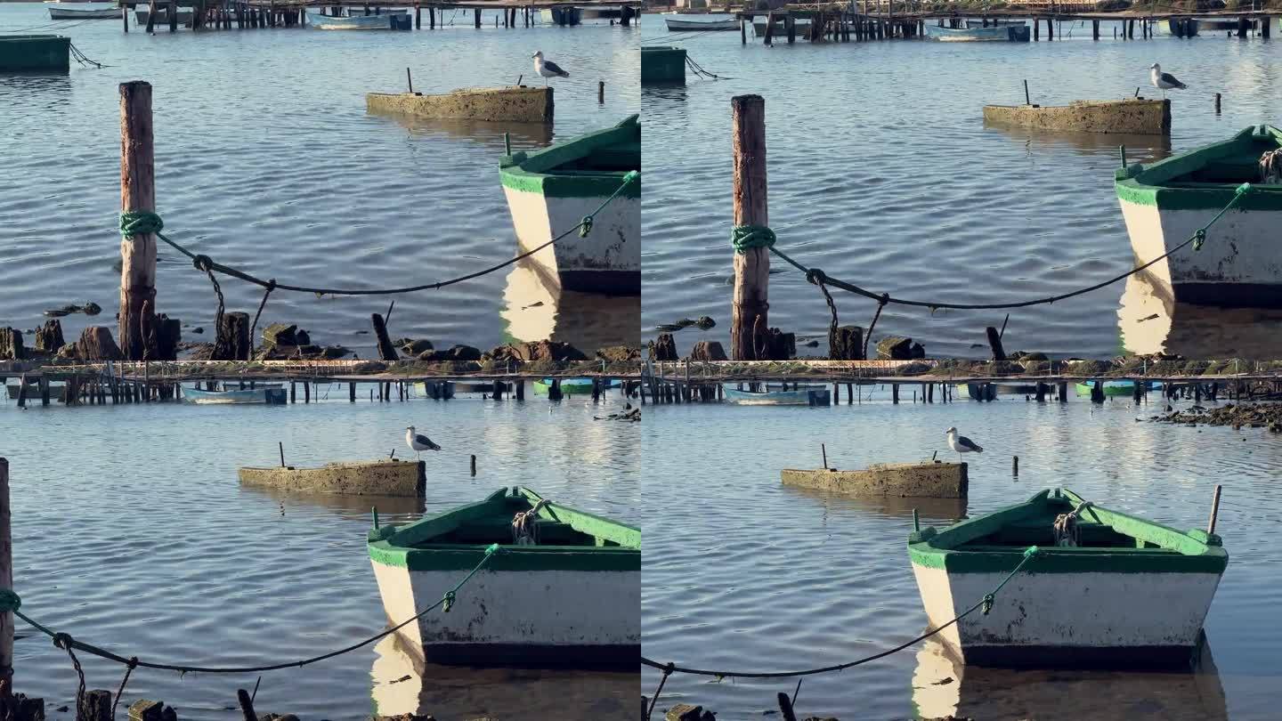 宁静的海岸景色，一只孤独的海鸥站在一艘旧渔船上。低角度的阳光沐浴着周围的环境，在水面和饱经风霜的船只