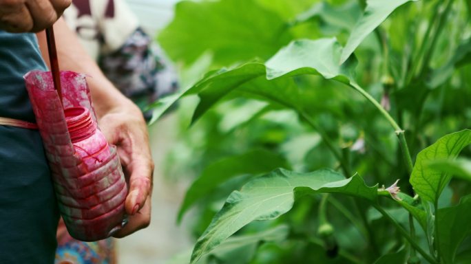 蔬菜大棚茄子种植人工授粉点花头