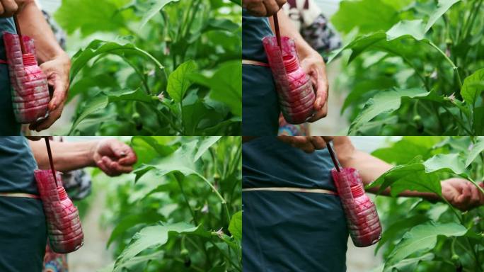 蔬菜大棚茄子种植人工授粉点花头