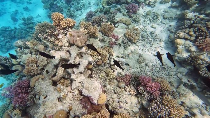 埃及红海里的珊瑚和鱼