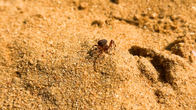 沙滩小蜘蛛