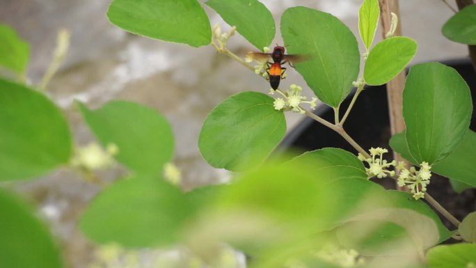 蜜蜂给李树花授粉