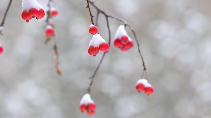 冬至冬天雪景红果雪