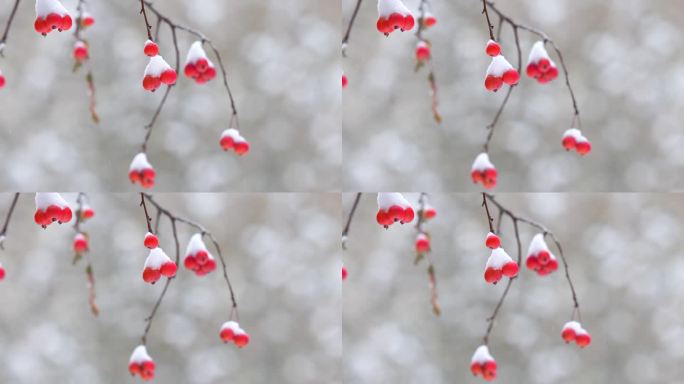 冬至冬天雪景红果雪