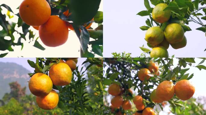 橙子椪柑橘子