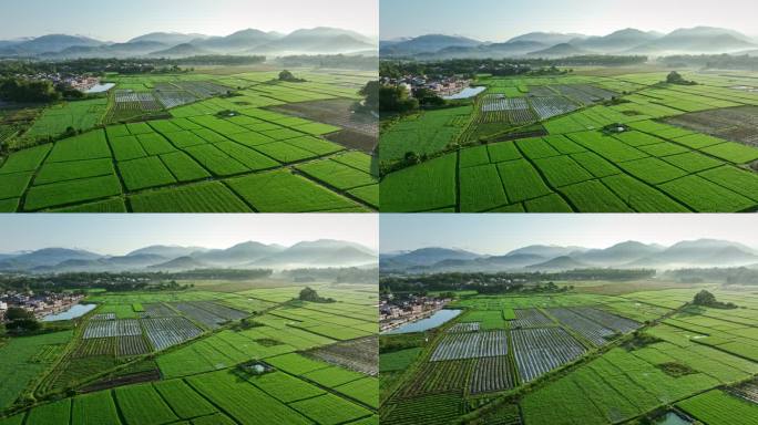 中国侨乡广东台山乡村稻田山脉山峰日出航拍