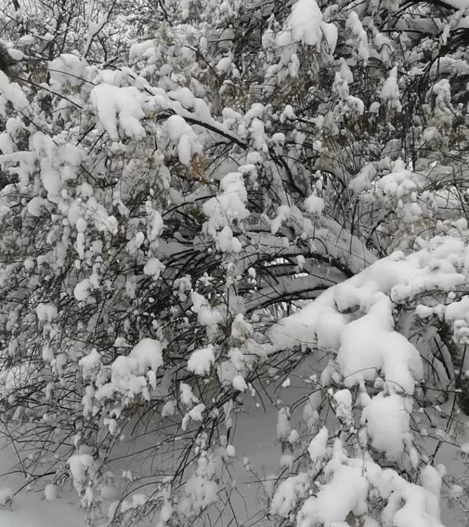 松树雪枝