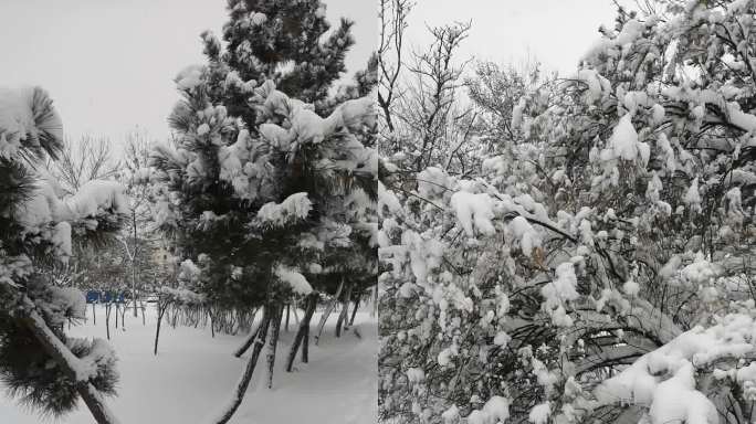 松树雪枝