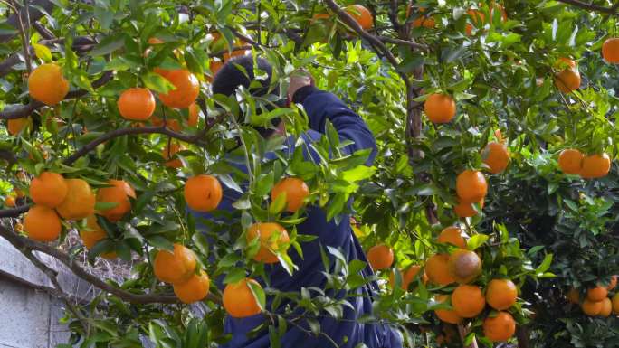 男子农民采摘柑橘