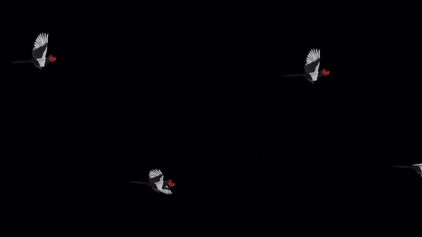 喜鹊鸟与红色Rowan浆果-飞行过渡- I - Alpha频道