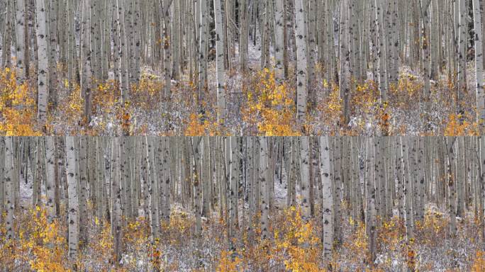 树叶金色飘落Kebler Pass科罗拉多州电影霜冻寒冷的早晨秋天冬季碰撞第一次白色的雪红黄橙白杨树