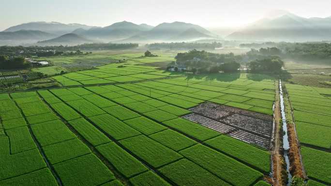 中国侨乡广东台山乡村稻田山脉山峰日出航拍