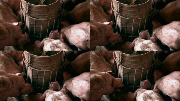 种猪用肮脏的身体争抢食物，猪的身体特写包围牲畜。猪圈里的农场大猪，动物饲养场室内的小家猪