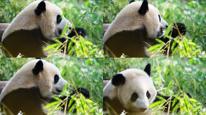 一只可爱的国宝吃竹子的大熊猫特写