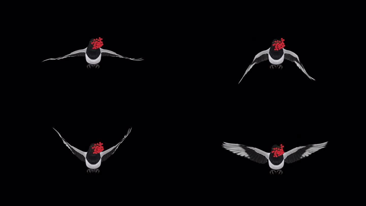 喜鹊鸟与红色Rowan浆果-飞行环-前视图CU - Alpha频道