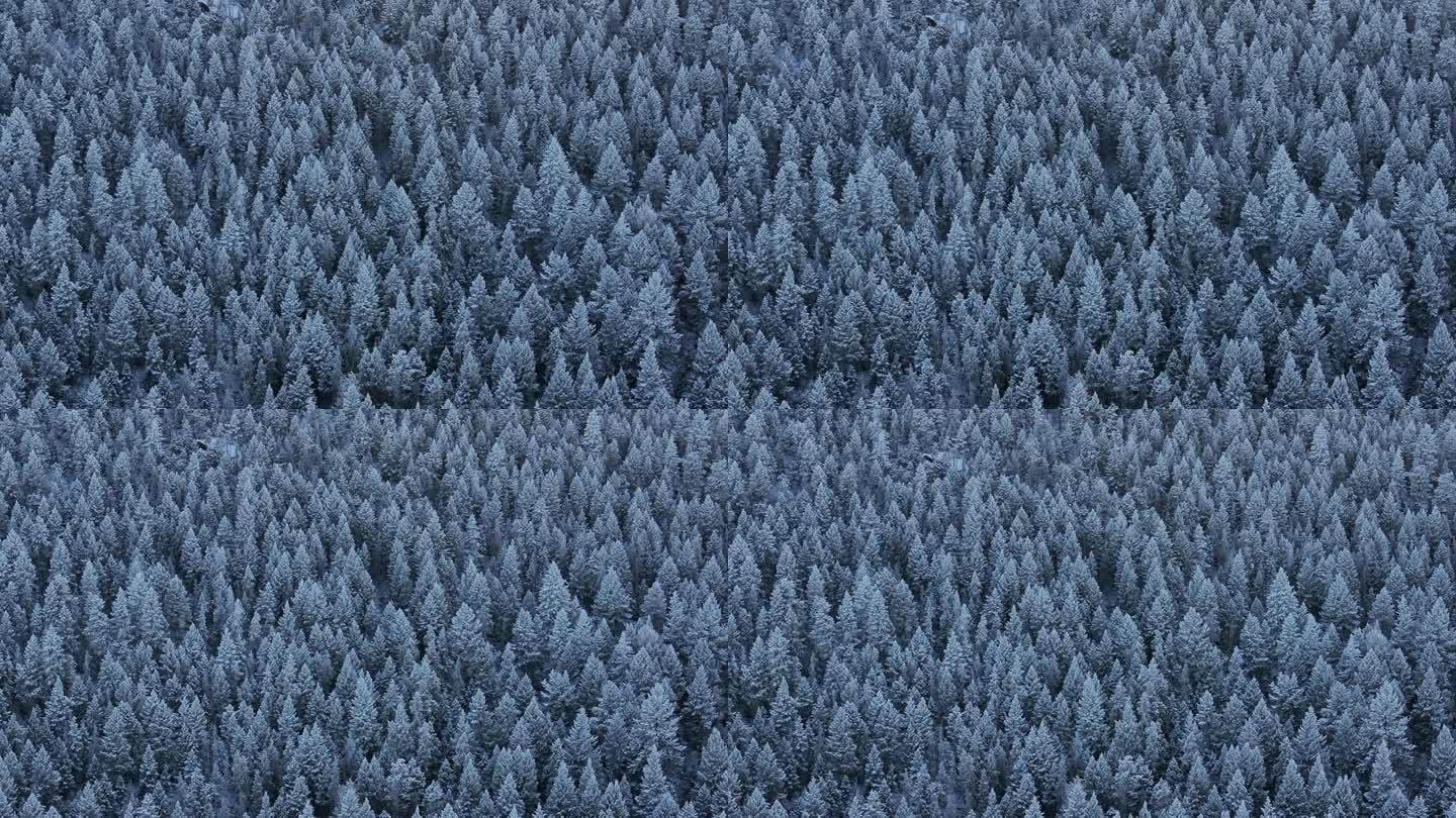 科罗拉多州圣诞节阴影冷蓝色的落基山脉下雪在冰封霜第一雪松树森林常绿莫里森丹佛山蓝天埃文斯电影空中无人