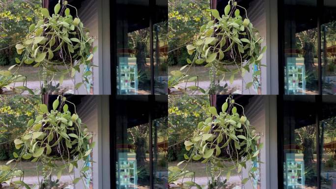 常青藤挂在花盆里。