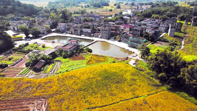 广东省江门市开平自力村雕楼建筑群航拍4K