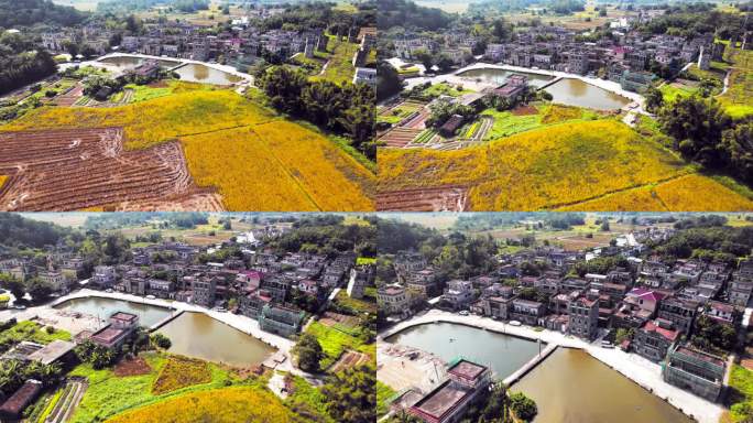 广东省江门市开平自力村雕楼建筑群航拍4K