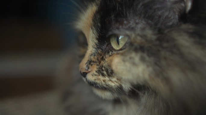 猫的神秘感:猫的脸的详细肖像与捕捉光的眼睛和柔软的皮毛