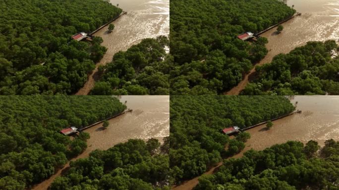 湄公河三角洲上庄省沿岸的冲积红树林
