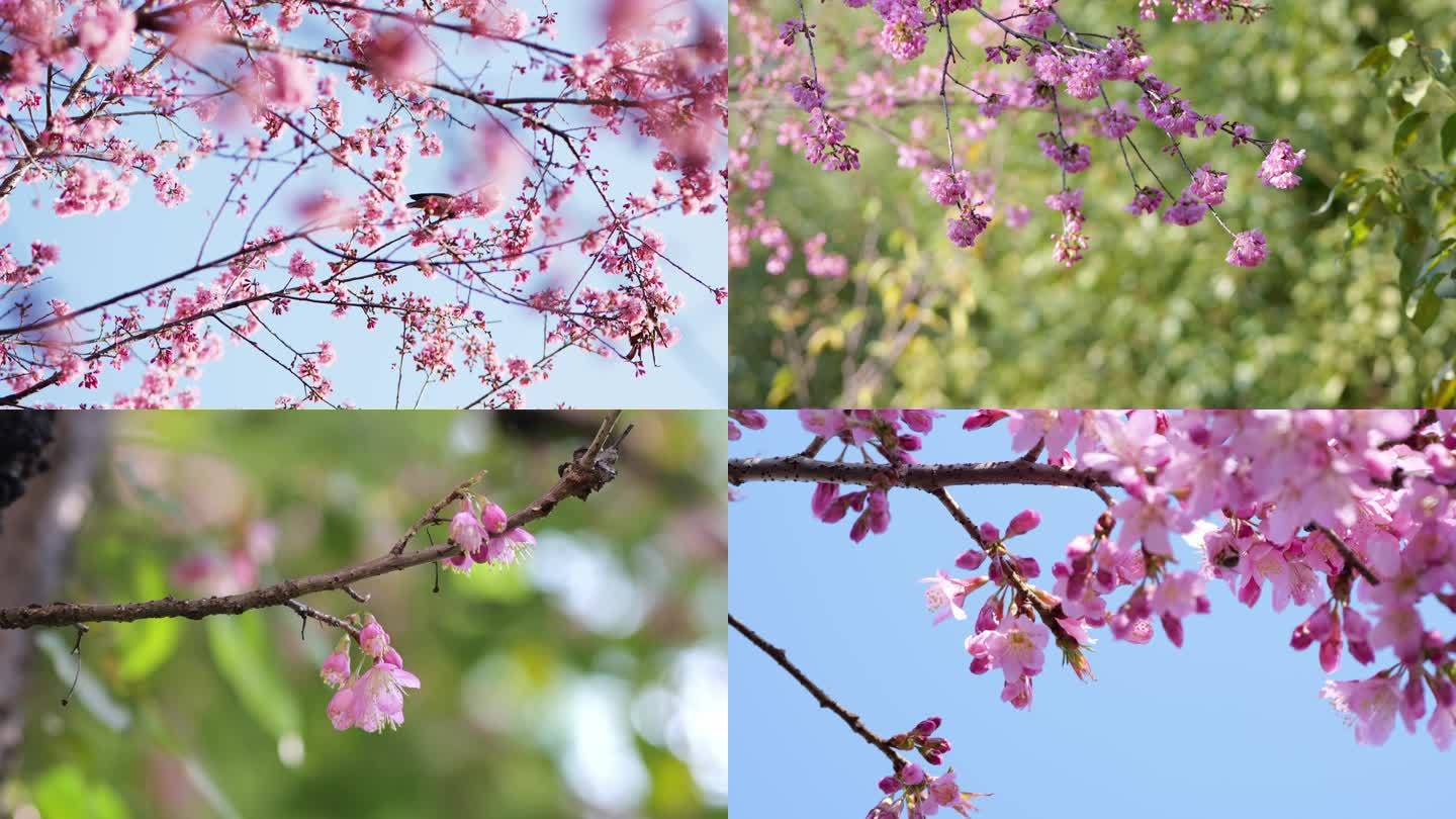 樱花 树上的小鸟和蜜蜂