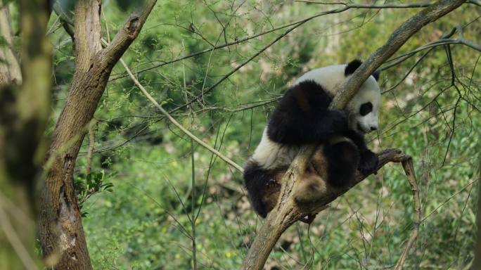 春天温暖的阳光照进树林可爱大熊猫树上睡觉