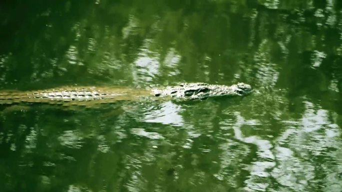 尼罗河鳄鱼在水里游泳。沼泽里的鳄鱼。高质量的镜头。