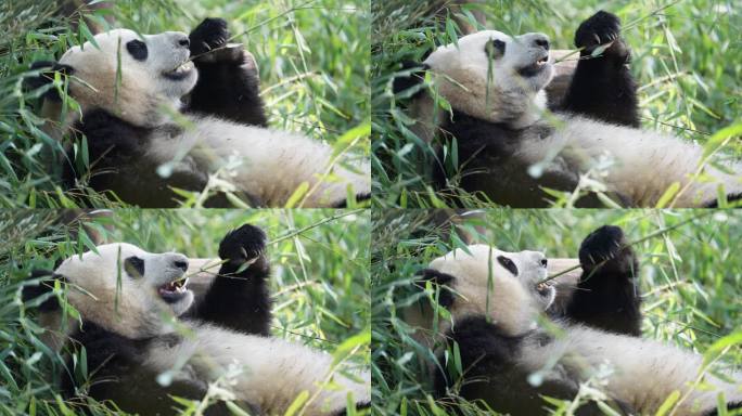 一只可爱的国宝吃竹子懒洋洋大熊猫进食特写