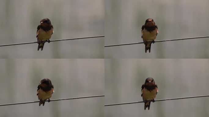 一只小燕子(Hirundo rustica)坐在金属线上