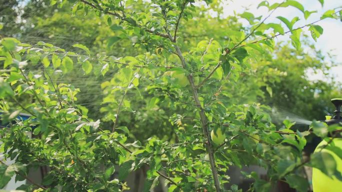 硫酸铜与波尔多混剂防治李子树病虫害的研究。夏天在别墅里加工果树。缓慢的莫