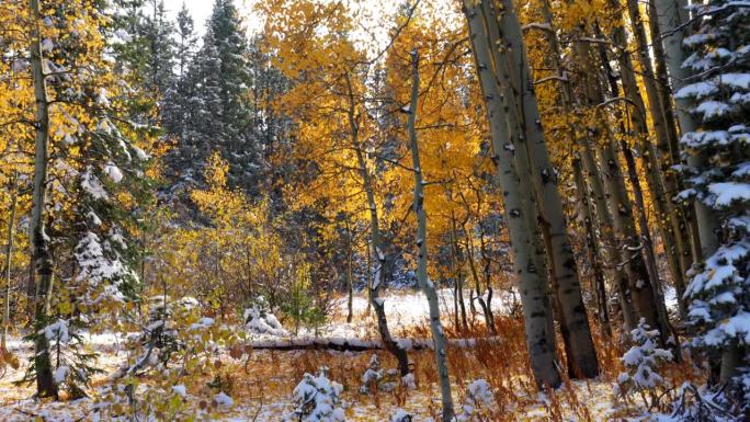 雪融化的叶子掉落Kebler Pass科罗拉多州电影霜冻寒冷的早晨秋天冬季碰撞第一次白色的雪红黄橙白