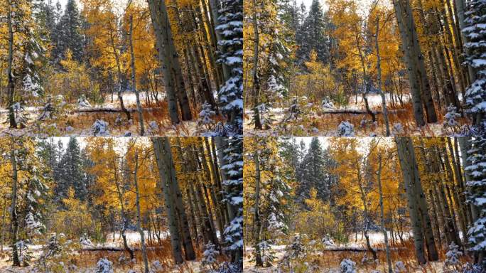 雪融化的叶子掉落Kebler Pass科罗拉多州电影霜冻寒冷的早晨秋天冬季碰撞第一次白色的雪红黄橙白
