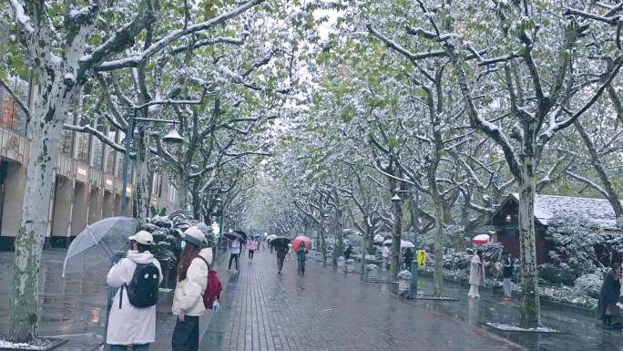 杭州西湖边梧桐树雪景
